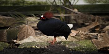 Vogelpark Taman Indonesia